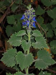 Image result for Coleus thyrsoideus