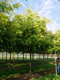 Image result for Celtis