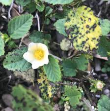 Image result for Sida urens