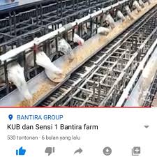 We did not find results for: Jual Ayam Kub Dan Sensi Paket Calon Indukan 1 5 Putih 2 Kab Boyolali Bantira Group Tokopedia