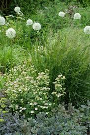 Image result for Deschampsia cespitosa