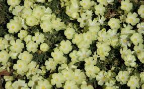 Image result for Grielum