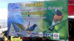 Burung keluarga turdidae dikenal memiliki kemampuan berkicau yang baik dengan suara merdu, bermelodi, dan sangat bervariasi. Kelab Murai Batu Lawas Posts Facebook