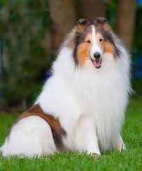 Black And White Rough Collie Puppy Pin By Linda Jones On Things I Love Animals Rough Collie Dogs Collie Dog