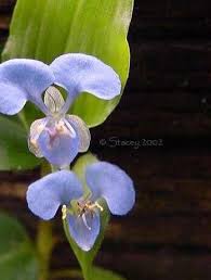 Image result for Commelina diffusa