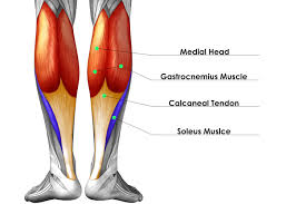 Lower leg muscle strains can be graded 1, 2 or 3 based on severity of the injury where grade 1 is the least severe and grade 3 is the most. 6 Easy Tips To Get Bigger Calves