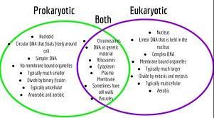 Are Prokaryotes More Complex Than Eukaryotic Cells Quora In 2021 Study Biology Biology Classroom Science Cells