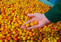 Mirabelle Plums: The Economic Keystone of Lorraine