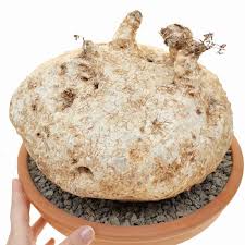 Image result for Raphionacme hirsuta