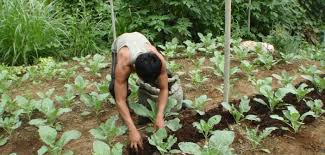 Jun 28, 2021 · cacao has an existing resource of 662,000 tonnes at 2.8 grams gold for 60,000 ounces of gold on a strike length of only 600 meters. The Cacao Project Tackles Food Insecurity In The Philippines