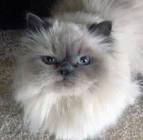BLUE POINT HIMALAYAN PERSIAN KITTENS - Kingsley Kittens ...