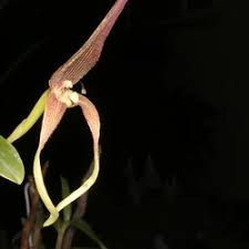 Image result for Bulbophyllum encephalodes