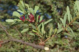 Image result for Tapinanthus