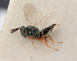 Checklist of British and Irish Hymenoptera