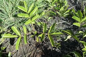 Image result for Lannea edulis