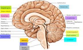 Woman holds a model of a human brain in her hands on june 1, 2019 in cardiff, united kingdom. Image Result For Labeled Brain Model Human Brain Anatomy Brain Models Brain Anatomy