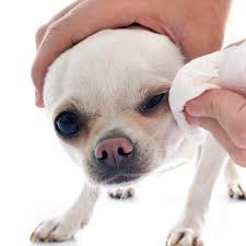 The best way to minimize tear staining is to keep the eye area clean and dry, says meekins. 10 Super Easy Ways To Remove Your Chihuahua S Tear Stains Chi Pets