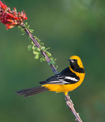 The evening grosbeak (hesperiphona vespertina) is a passerine bird in the finch family fringillidae found in north america. A Guide To Luring Warblers Tanagers Orioles And Grosbeaks To Your Yard Audubon