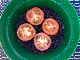 We did not find results for: How To Grow Tomatoes From Tomatoes An Easy Hack For Growing Tomatoes