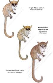 We did not find results for: Revision Of The Mouse Lemurs Microcebus Of Eastern Madagascar Springerlink