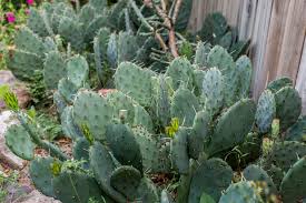 For a list of food recipes, see food. Prickly Pear Cactus Plant Care Growing Guide