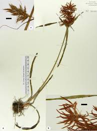 Image result for Pycreus sp.no.1