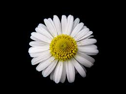 bellis perennis wikipedia