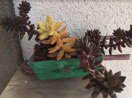 Most experts say no—gardeners shouldn't even attempt to grow plants in a pot without drainage holes because it is simply not worth the hassle. How To Grow Succulents In Pots Without Drainage Holes Succulent Plant Care