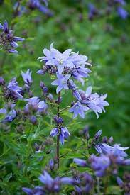 Campanula Lactifolia Prichards Variety I Was Brought Up On This Plant Campanula Lactifolia A Big Country Garden Flowers Perennials Flowers Perennials