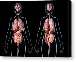Female genitalia the female sexual organs have reproductive and sexual functions and are divided into internal and external sexual organs. Female Anatomy Of Internal Organs Rear Canvas Print Canvas Art By Leonello Calvetti