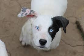 Maybe you would like to learn more about one of these? Greater Charlotte Spca