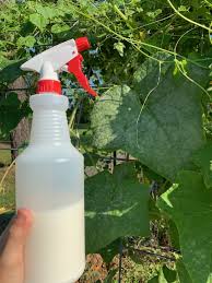 Milk has been shown to help remedy powdery mildew in some trials but not others. Powdery Mildew Identification Prevention And Treatment The Beginner S Garden