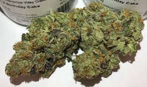 Wedding cake strain comes from two hybrid parents, bringing perfect balance to any celebration or quiet night in. Birthday Cake Strain Everything You Need To Know More Weed Republic