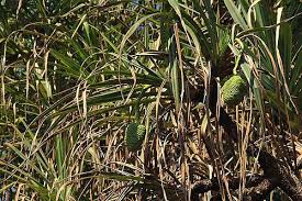 Image result for Habenaria livingstoniana