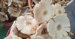 Something bountiful / like mushrooms grow after rain. Laman Kenapa Kulat Busut Perlu Dikutip Segera