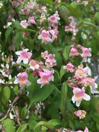 Groaned at 3 times in 2 posts. Colorful Blossoms In Oberwil Lieli I Switzerland Picture Of Oberwil Lieli Canton Of Aargau Tripadvisor
