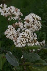 Image result for Cordia alliodora