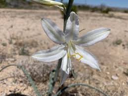 Image result for Asparagus minutiflorus