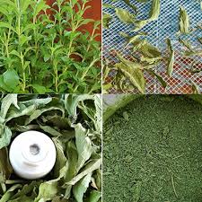 Maybe you would like to learn more about one of these? Stevia Powder And Syrup Recipes Herbs Botanical Interests