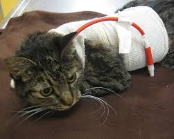 Get chlorambucil tablet at best price from chlorambucil tablet retailers, sellers, traders, exporters & wholesalers listed at exportersindia.com. The Yellow Cat Diagnostic Therapeutic Strategies Today S Veterinary Practice
