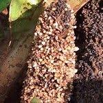 Image result for Palisota schweinfurthii