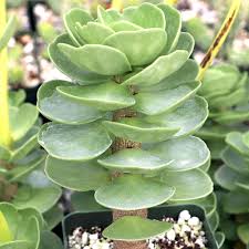 Image result for Portulaca collina