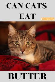 Because the seeds themselves have moderately subtle flavors and definitely without any concern, as chia seeds are stuffed with essential vitamins and nutrients that your cat's. Can Cats Eat Butter Cat Care Tips Eat Cat Health