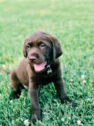 How Much To Feed A Lab Puppy 2019 Labrador Food Guide