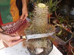 Saguaro cactus are one of the few cactus that will not root from cuttings, so replanting the pruned arm is not. How To Prune Dead Plant Growth From The Top Of Cacti Succulent Plants Youtube