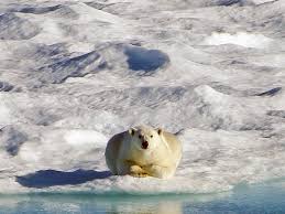 A lot of expeditions have mysteriously ended in disasters. Polar Bear Facts And Adaptations Ursus Maritimus