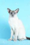 Oriental Kittens| Siamese Kittens|Illinois Oriental ...