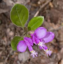 Image result for Polygala filicaulis