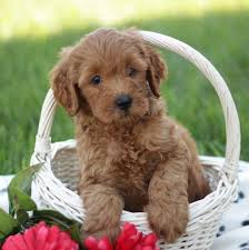 They are a cross between the standard poodle & the labrador retriever. Mini Labradoodle Puppies For Sale Adopt Your Puppy Today Infinity Pups