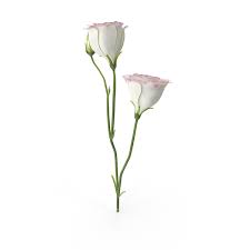 We did not find results for: Eustoma White Pink Png Images Psds For Download Pixelsquid S111823308